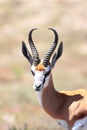 Springbok Ram