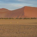 Springbok at the savanna, background dunes, Sossusvlei, Namibia Royalty Free Stock Photo