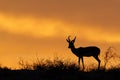 Springbok silhouette Royalty Free Stock Photo