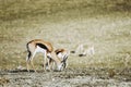 Springbok or spring antelope Royalty Free Stock Photo