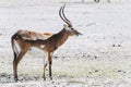 Springbok or spring antelope Royalty Free Stock Photo