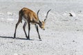 Springbok or spring antelope Royalty Free Stock Photo