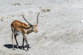 Springbok or spring antelope Royalty Free Stock Photo