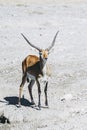 Springbok or spring antelope Royalty Free Stock Photo