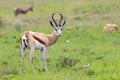 Springbok standing in the green grass in Nkomazi Game Reserve
