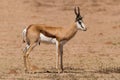 Springbok standing on a sand plain in the kalahari