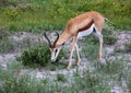 A Springbok is standing in the savannah grass of the Etosha National park in northern Namibia