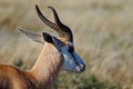 A springbok standing side on with ears back