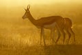 Springbok at sunrise Royalty Free Stock Photo