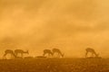 Springbok at sunrise Royalty Free Stock Photo