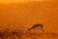 Springbok at sunrise Royalty Free Stock Photo