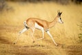 Springbok trots across grassy track in sunshine