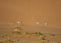 Springbok walking across desert sand dunes Royalty Free Stock Photo