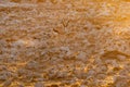 Springbok walking between white, calcrete, rocks at sunset