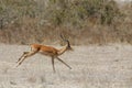 Springbok antelope in Africa savannah running Royalty Free Stock Photo
