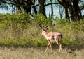 Springbok antelope in Africa savannah running Royalty Free Stock Photo