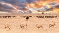 Springbok and wildebeest stand before a dramatic sunset sky in Etosha National Park, Namibia. Royalty Free Stock Photo