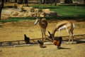 Springboks and chickens (I)