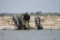 Blue wildebeest & Springboks drinking at Nxai Pan Royalty Free Stock Photo