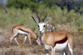 Springboks from Etosha Africa