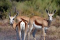 Springboks from Etosha Africa