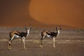 Springboks in front of red desert dunes Royalty Free Stock Photo