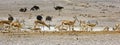 Springboks and ostrichs at a waterhole, Namibia Royalty Free Stock Photo