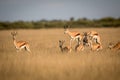 Springboks pronking in the Central Kalahari.