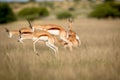 Springboks pronking in the Central Kalahari.