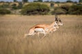 Springboks pronking in the Central Kalahari.