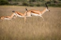 Springboks pronking in the Central Kalahari.