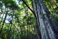 Springbrook National Park - Queensland Australia