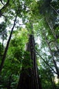 Springbrook National Park - Queensland Australia