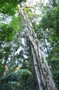 Springbrook National Park - Queensland Australia