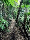 Springbrook Park rainforest in Australia. Trekking circuit