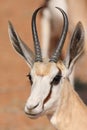 Springbuck Royalty Free Stock Photo