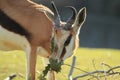 Springbuck Royalty Free Stock Photo
