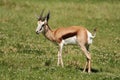 Springbuck Antelope Royalty Free Stock Photo
