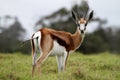 Springbuck Antelope Royalty Free Stock Photo