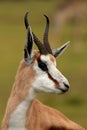 Springbuck Antelope Portrait Royalty Free Stock Photo