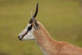 Springbuck Antelope Portrait Royalty Free Stock Photo