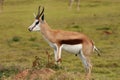 Springbuck Antelope Portrait Royalty Free Stock Photo