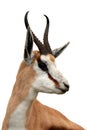 Springbuck Antelope Portrait Royalty Free Stock Photo