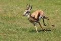 Springbuck Antelope Running Royalty Free Stock Photo