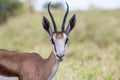 Springbuck close up Royalty Free Stock Photo