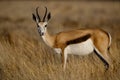 Springbuck female, Namibia Royalty Free Stock Photo