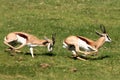 Springbuck Male Aggression