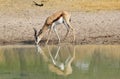 Springbuck - Reflection of Mother Royalty Free Stock Photo