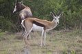 Springbuck South African antelope