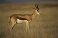 Springbuck or Springbok, Antidorcas marsupialis